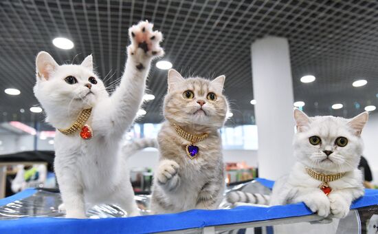 Russia Cat Show