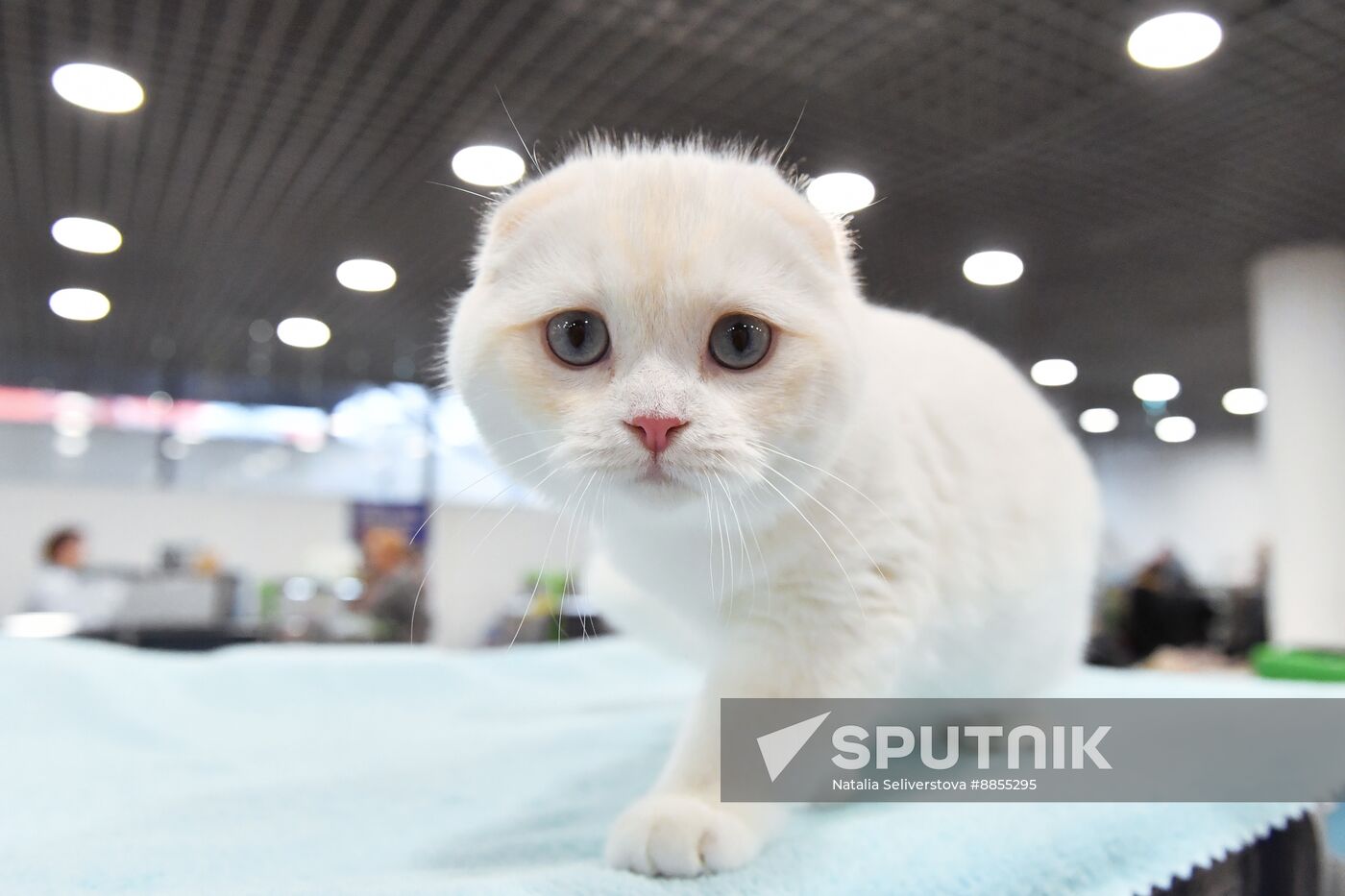 Russia Cat Show