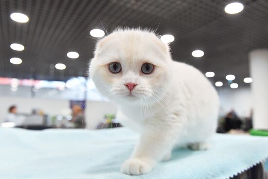 Russia Cat Show