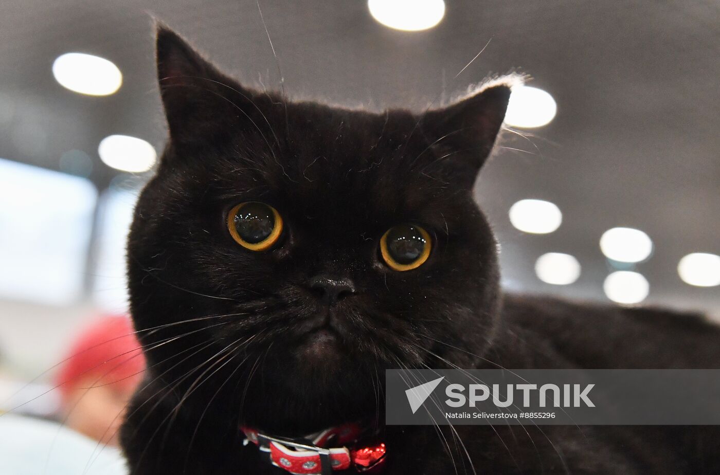Russia Cat Show