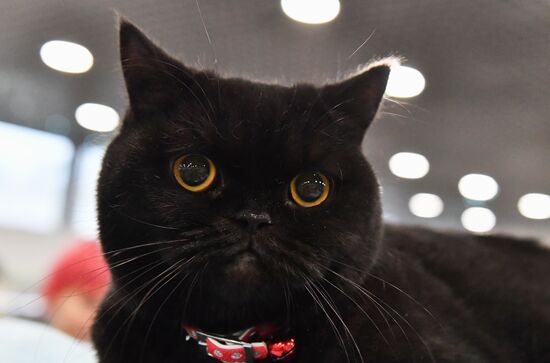 Russia Cat Show