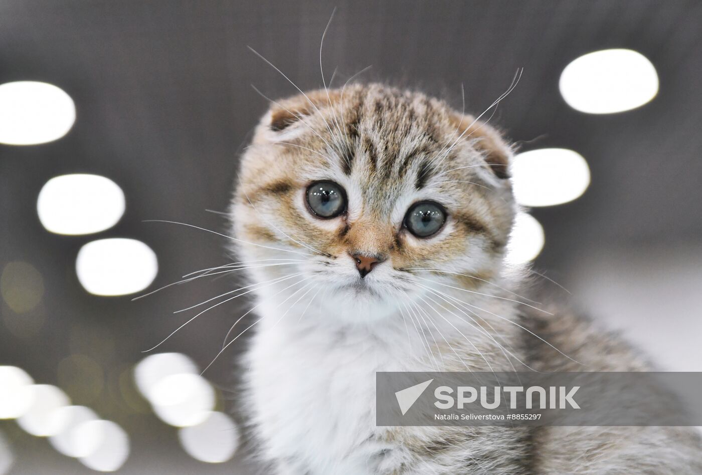 Russia Cat Show