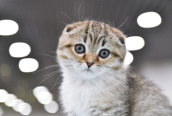 Russia Cat Show
