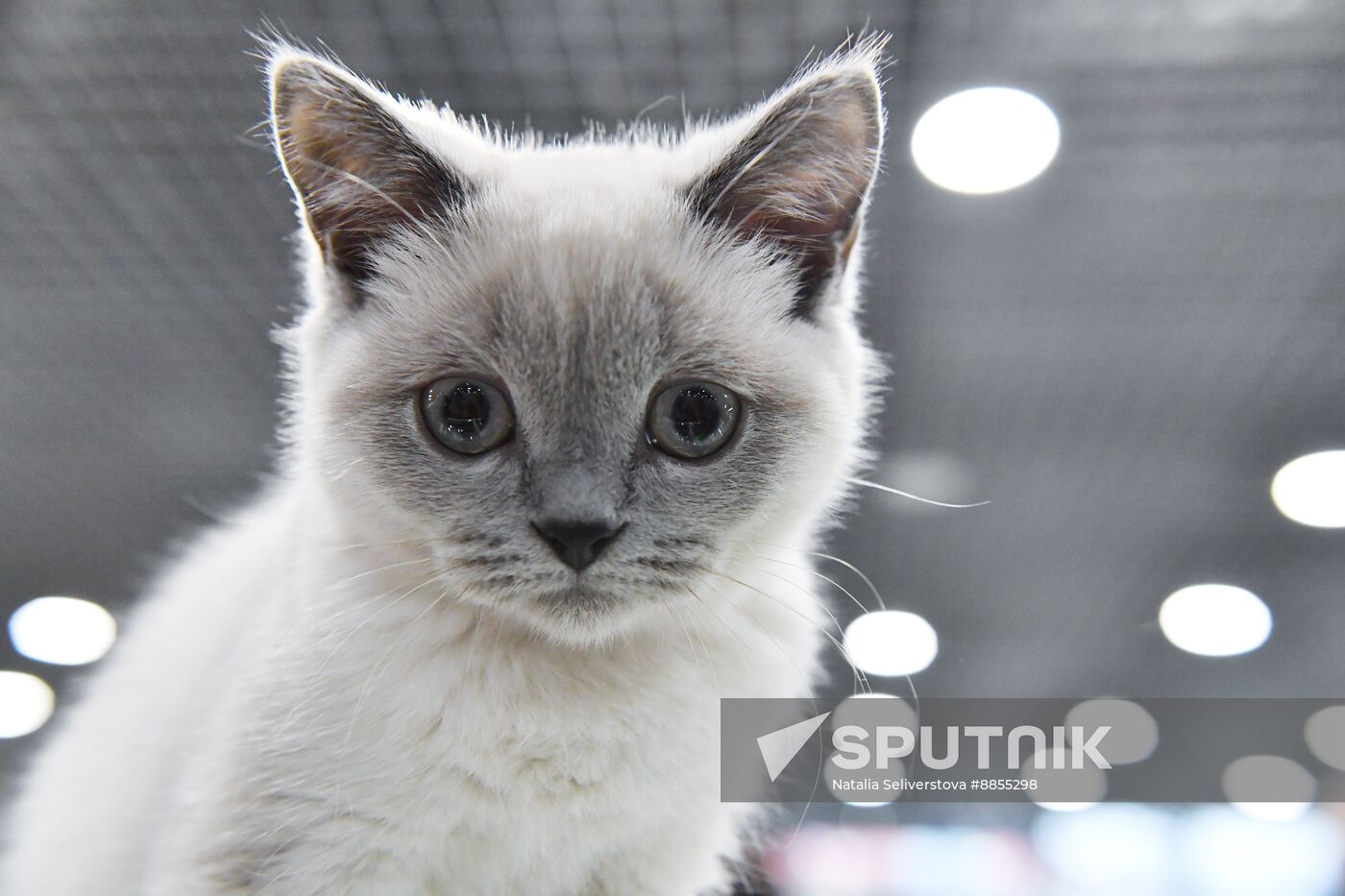 Russia Cat Show