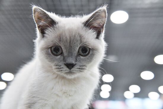Russia Cat Show