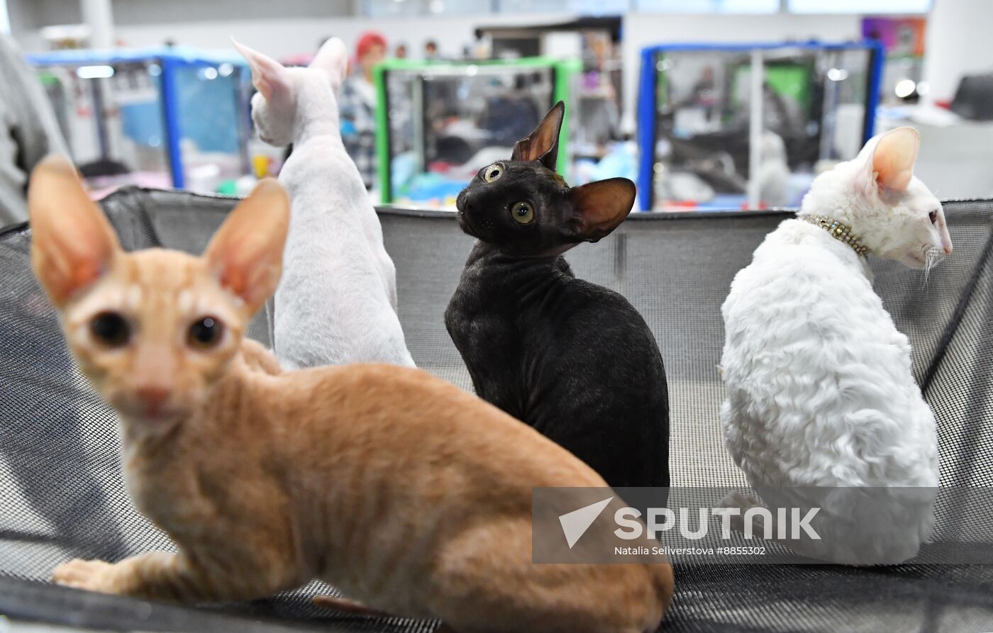 Russia Cat Show