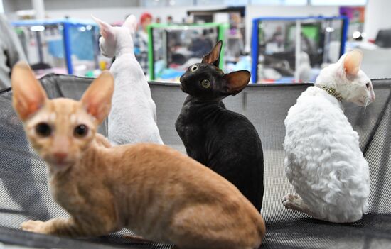 Russia Cat Show