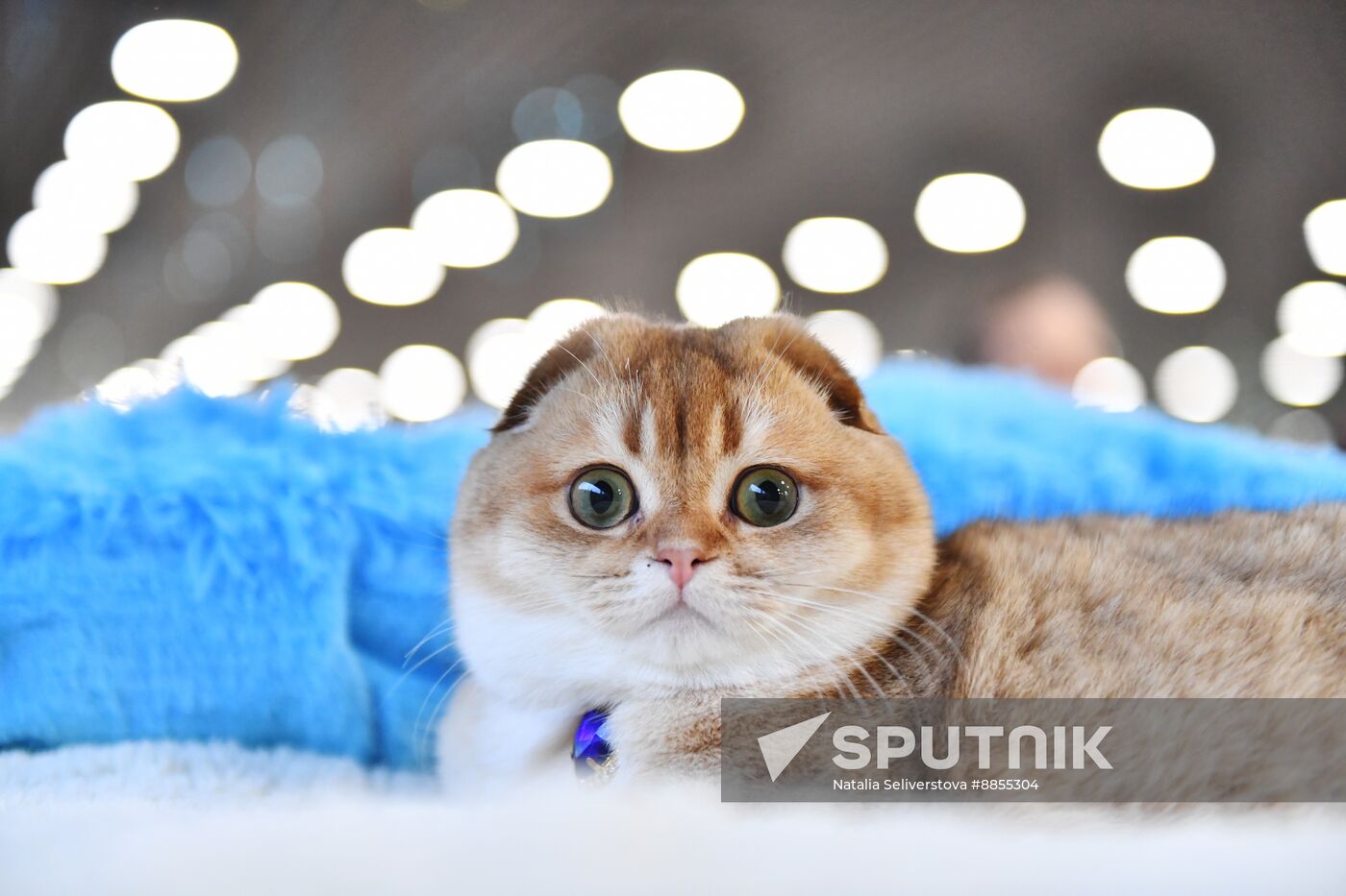 Russia Cat Show