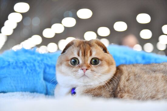 Russia Cat Show