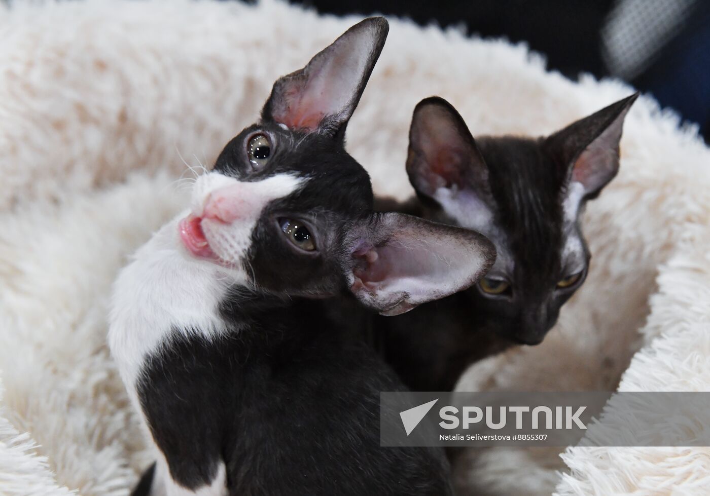 Russia Cat Show