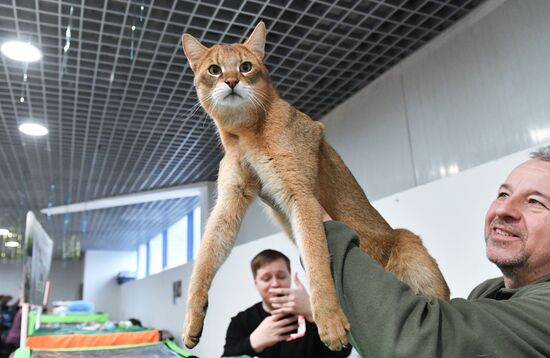 Russia Cat Show