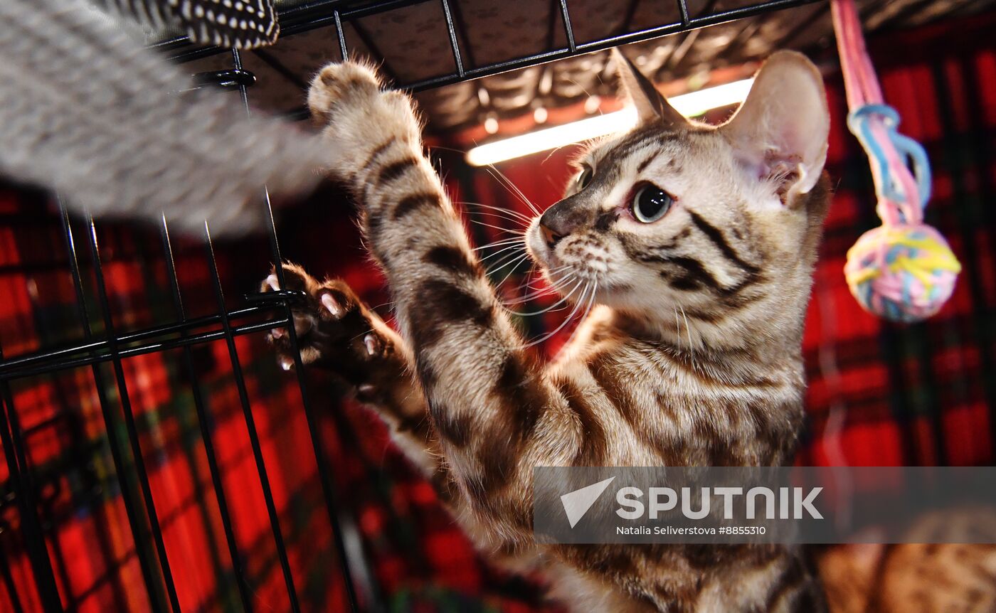 Russia Cat Show