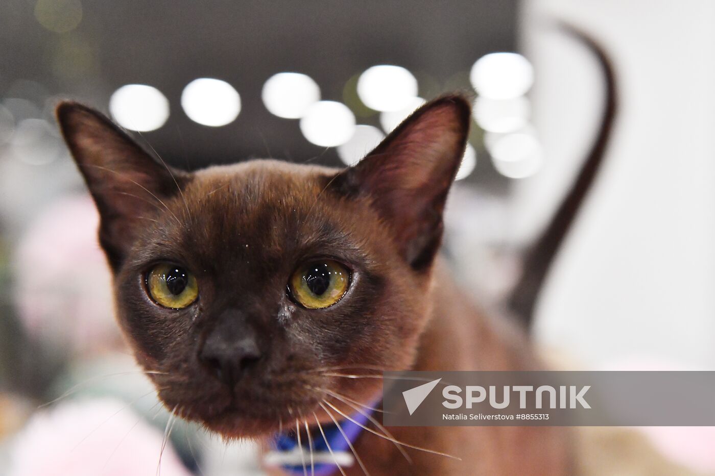 Russia Cat Show