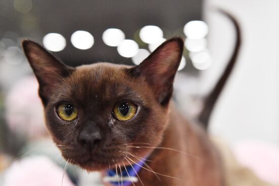 Russia Cat Show