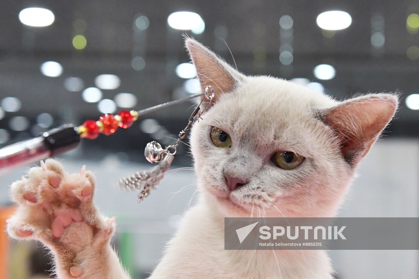 Russia Cat Show