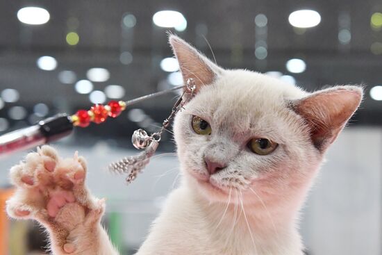 Russia Cat Show