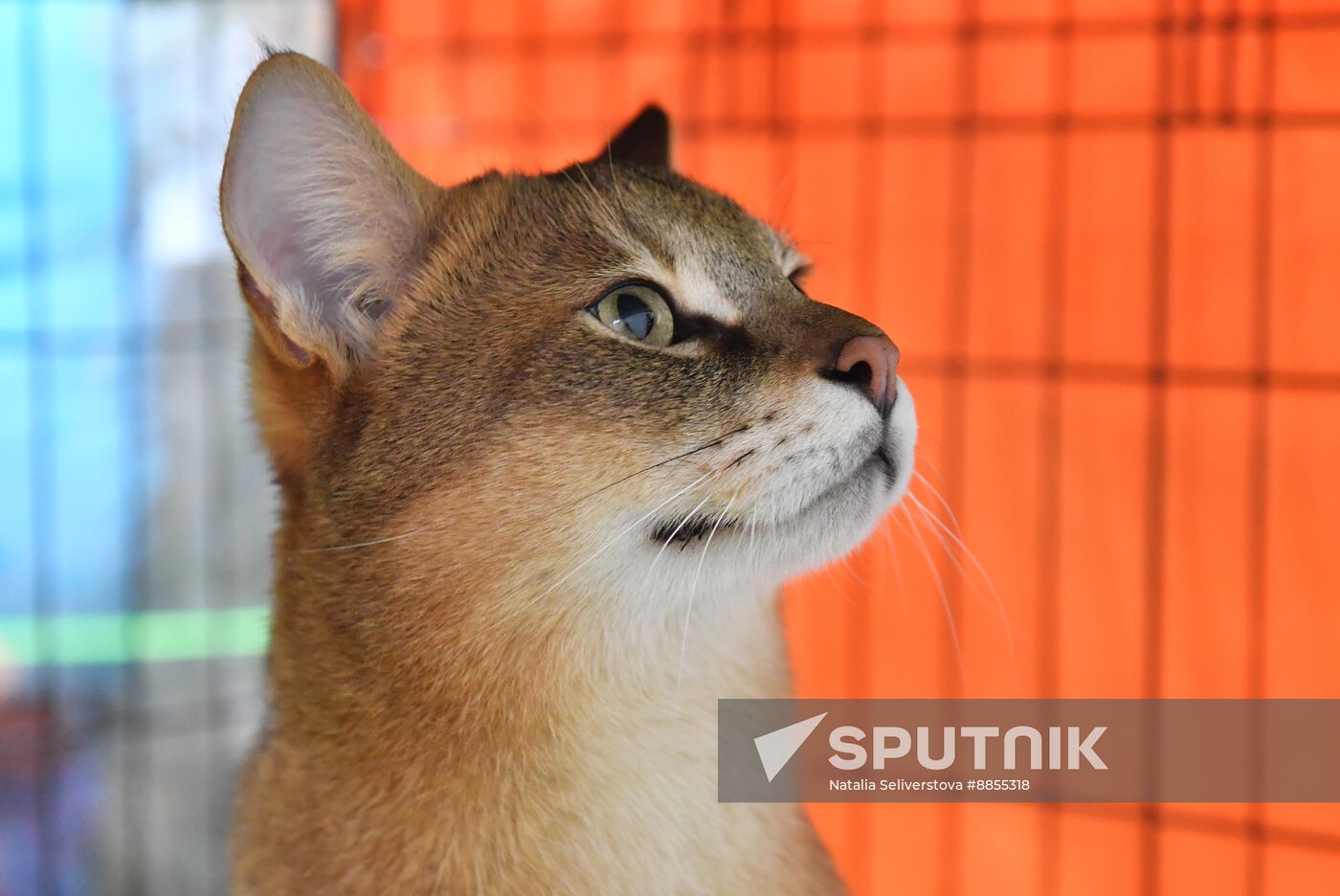 Russia Cat Show