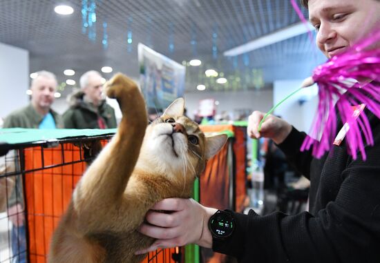 Russia Cat Show