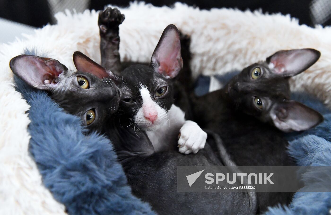 Russia Cat Show