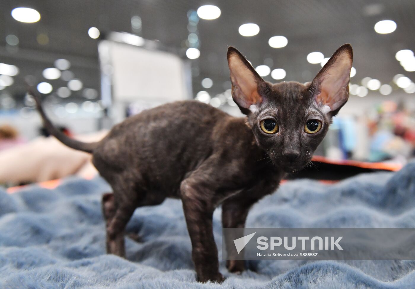 Russia Cat Show