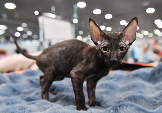Russia Cat Show