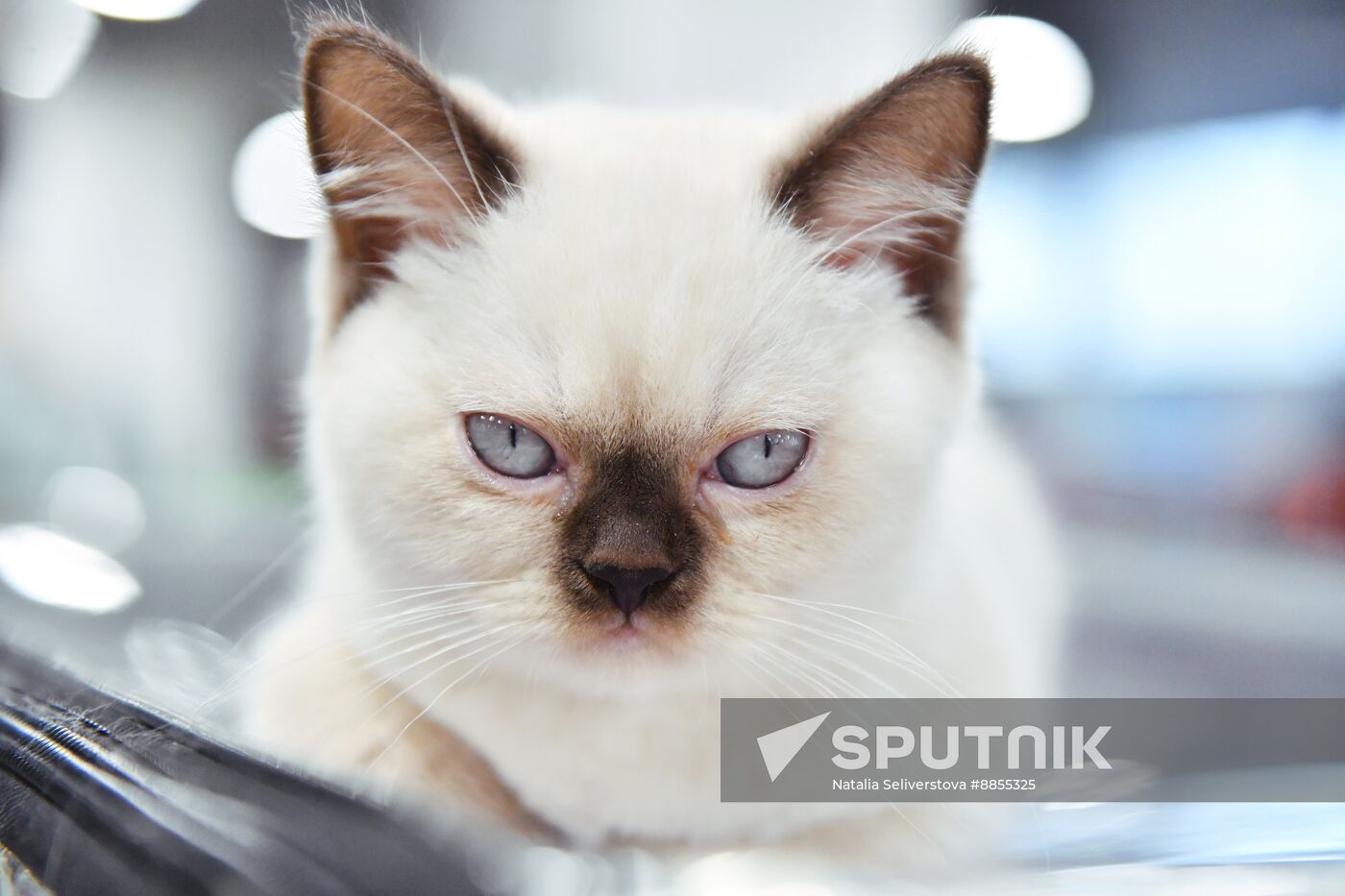 Russia Cat Show