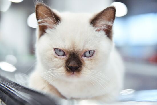 Russia Cat Show