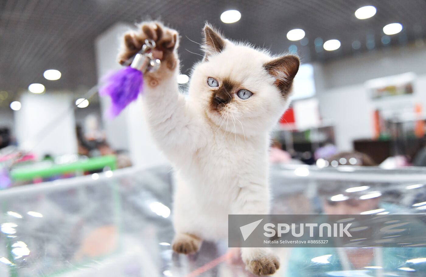 Russia Cat Show
