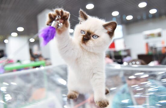 Russia Cat Show