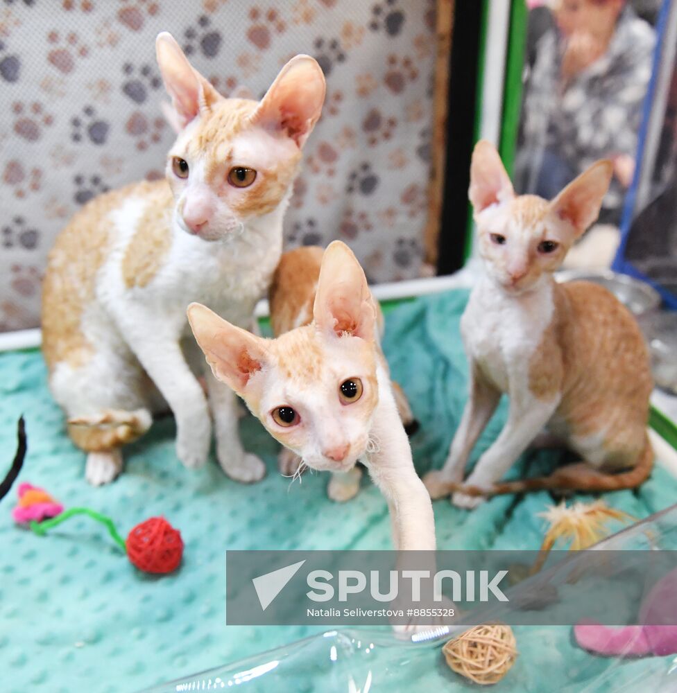 Russia Cat Show