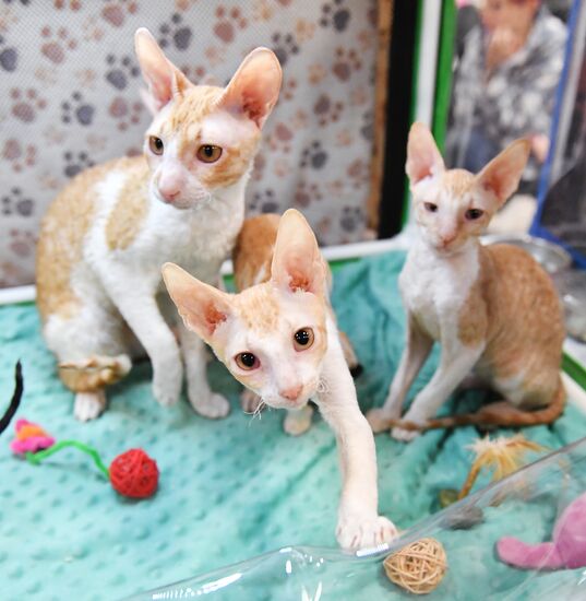 Russia Cat Show