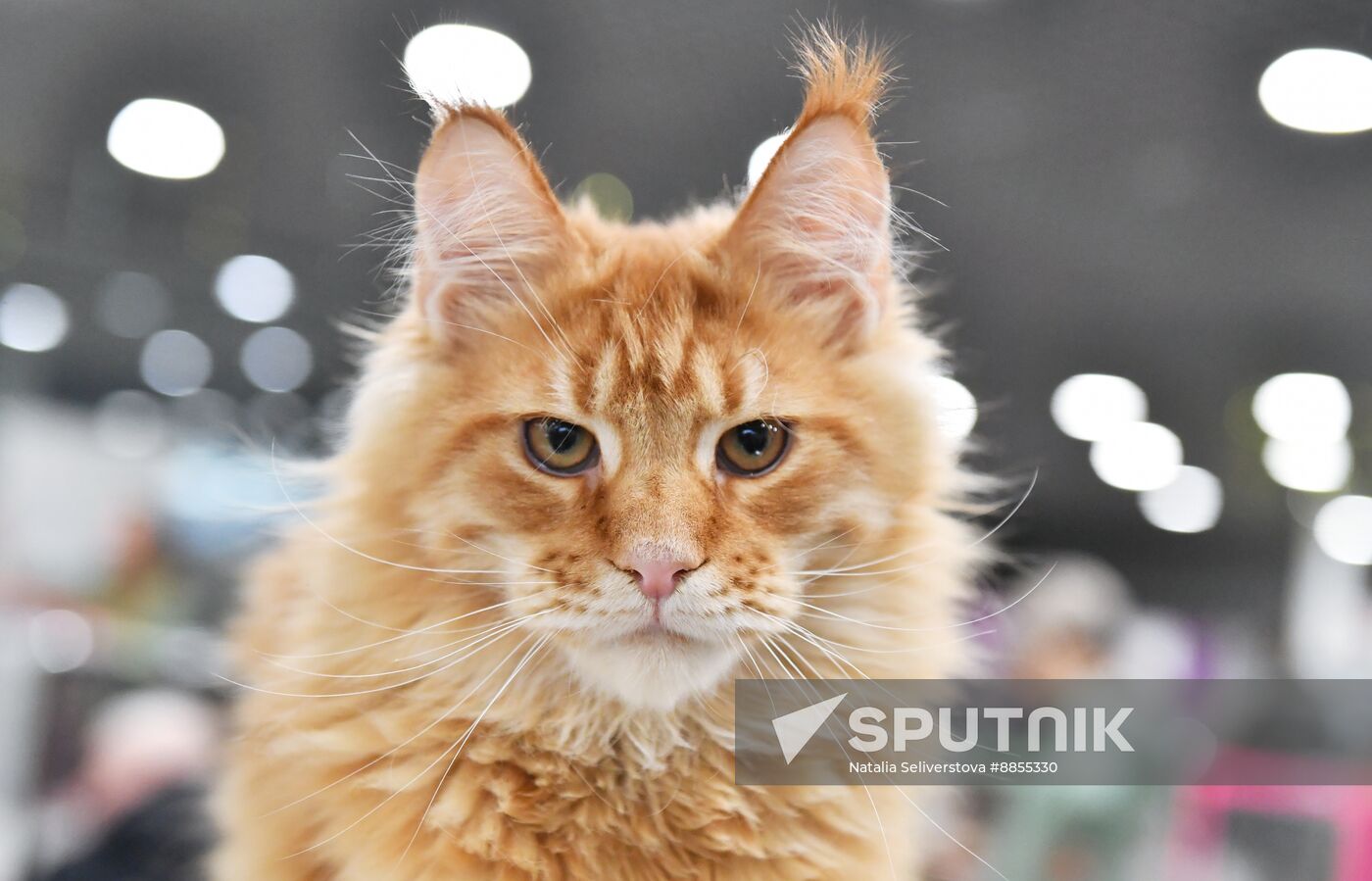 Russia Cat Show