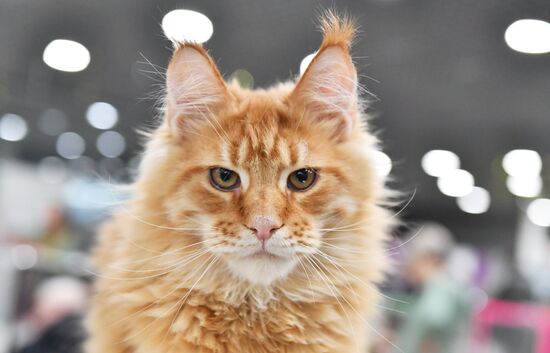 Russia Cat Show