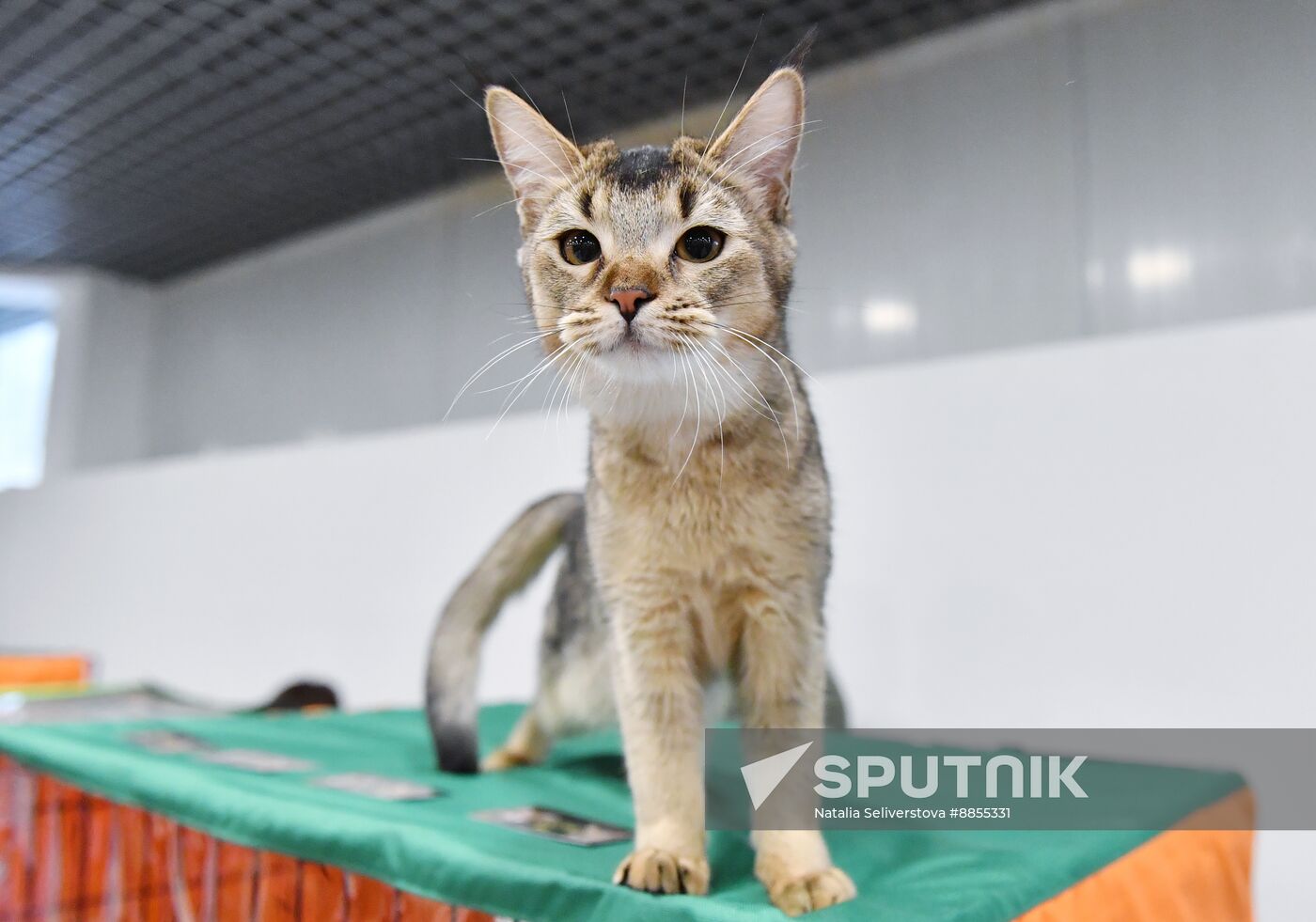 Russia Cat Show