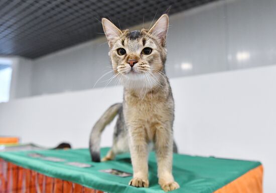 Russia Cat Show
