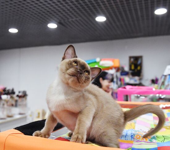 Russia Cat Show