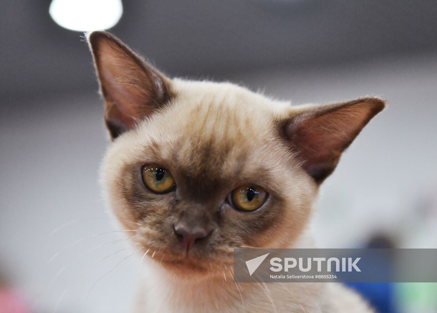 Russia Cat Show