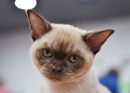 Russia Cat Show