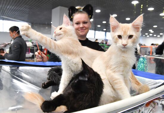 Russia Cat Show