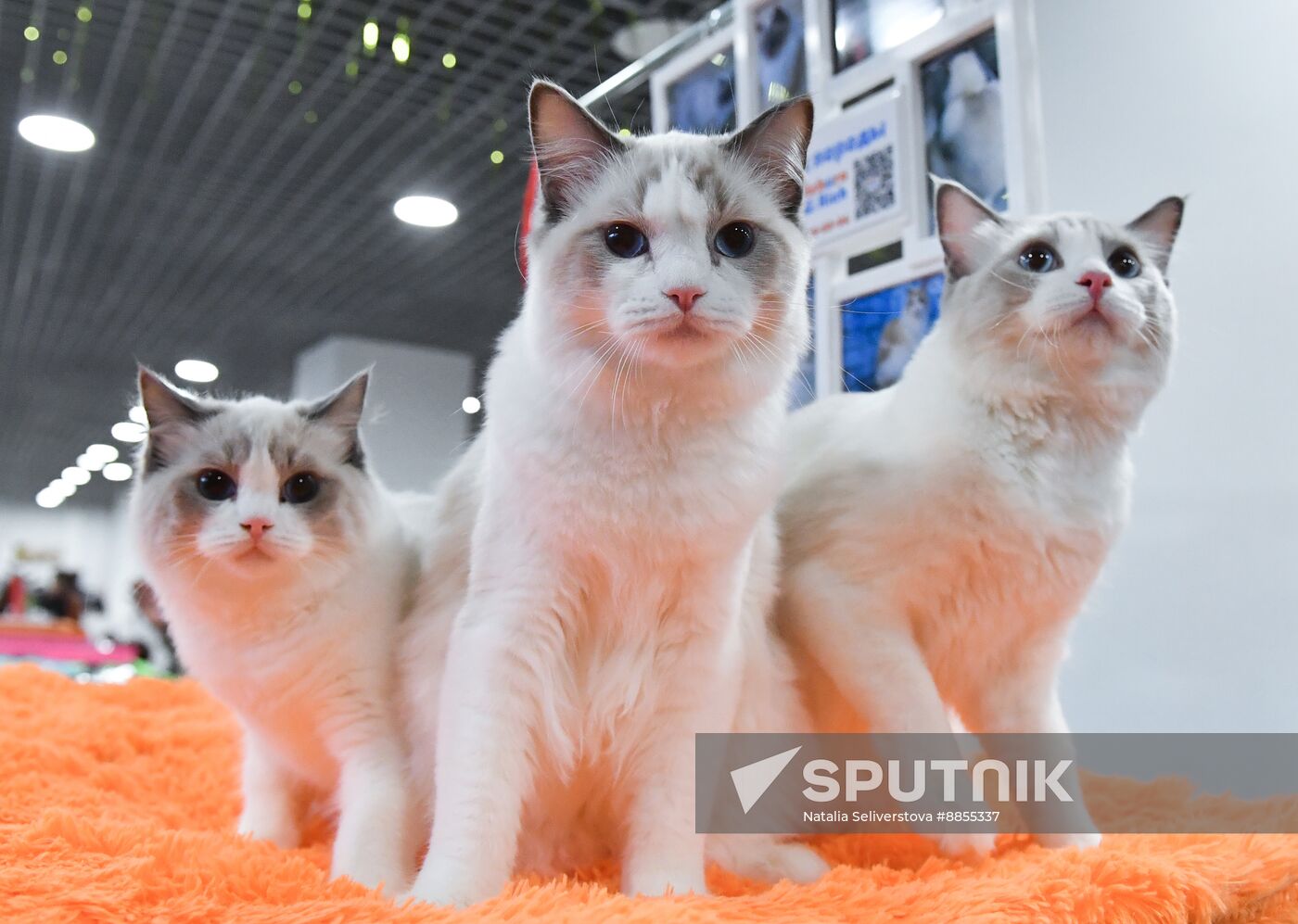 Russia Cat Show