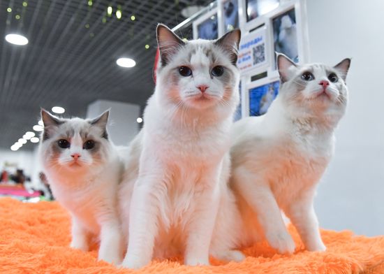 Russia Cat Show