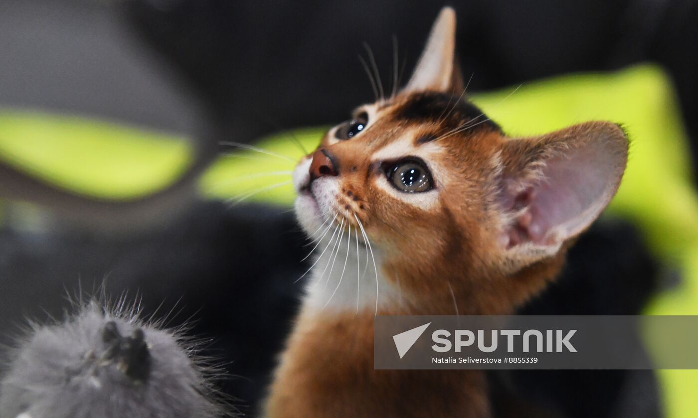 Russia Cat Show