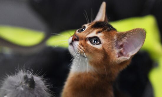 Russia Cat Show