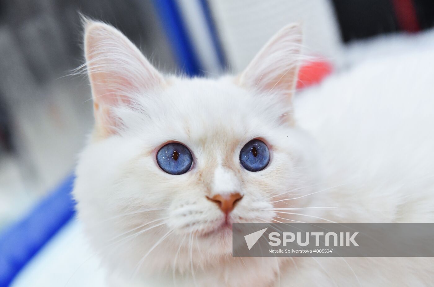 Russia Cat Show