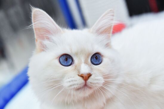 Russia Cat Show