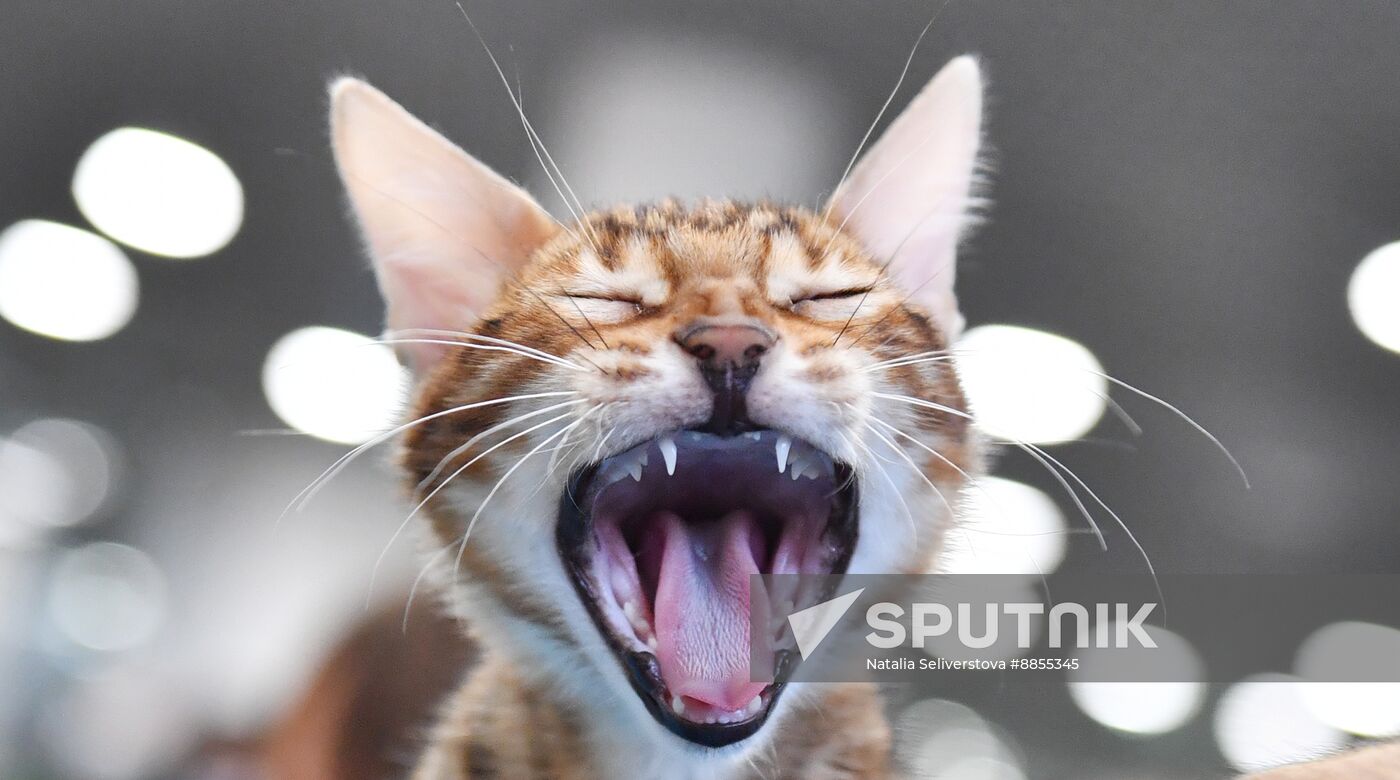 Russia Cat Show