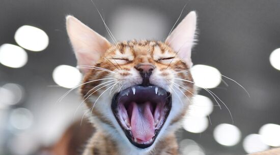 Russia Cat Show