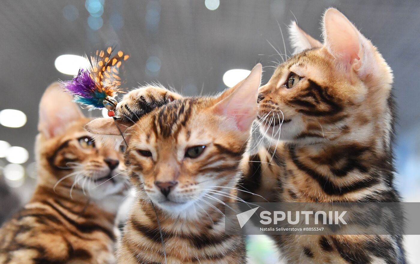 Russia Cat Show