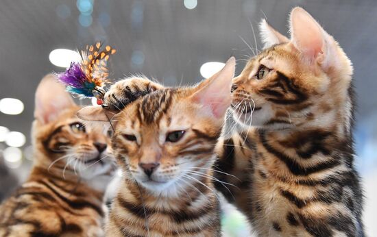 Russia Cat Show
