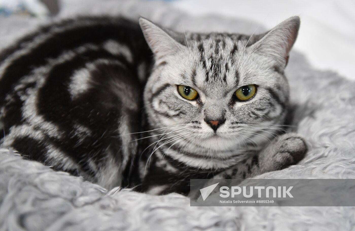Russia Cat Show